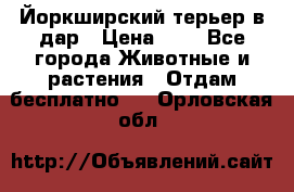 Йоркширский терьер в дар › Цена ­ 1 - Все города Животные и растения » Отдам бесплатно   . Орловская обл.